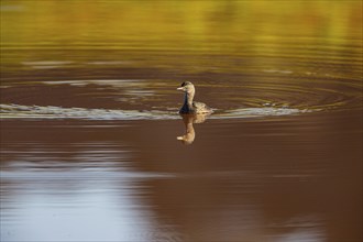 Least grebe (Tachybaptus dominicus) Pantanal Brazil