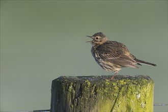 Meadow Pipit (Anthus pratensis), Lower Saxony, Germany, Europe