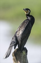 Great cormorant (Phalacrocorax carbo), Lower Saxony, Germany, Europe