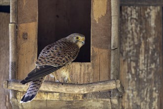 Common kestrel (Falco tinnunculus), female in front of the entrance of the breeding box, Small