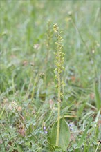 Common twayblade (Neottia ovata), complete plant in meadow, Muensterland, Germany, Europe