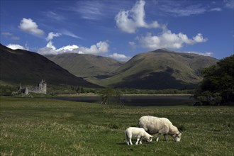 Two sheep graze on a green meadow in Scotland against a backdrop of mountains and a medieval castle
