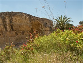 Ancient ruins with wild vegetation and flowering plants in the foreground, Tunis in Africa with