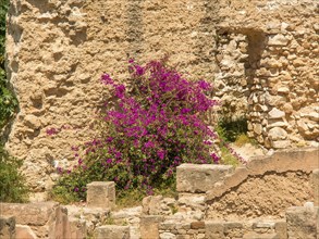 Stone ruins with pink flowers under bright sunshine and green vegetation, Tunis in Africa with