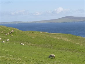 Green hilly landscape with grazing sheep, sea in the background and a clear blue sky, Green meadows