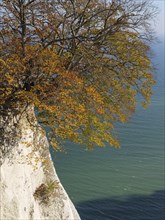 A tree with autumnal foliage grows out of a white rock over the sea under a blue sky, chalk cliff
