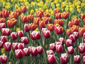 Field of red and yellow tulips in full bloom, representative of spring, many colourful, blooming