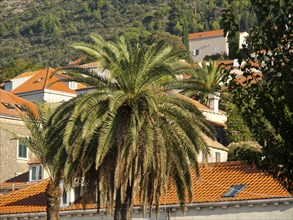 Idyllic scene with palm trees and traditional brick houses in a Mediterranean landscape, the old