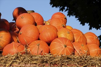 A multitude of orange pumpkins, neatly stacked on a bed of straw under a blue sky, many colourful