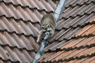 A raccoon (Procyon lotor) climbing on a tiled roof near a gutter, Hesse, Germany, Europe