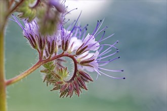 Close-up of a purple flower with fine stamens and a blurred background, lacy phacelia (Phacelia