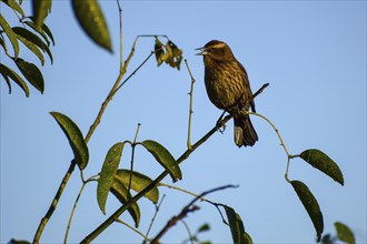 Golden-shouldered blackbird (Agelasticus thilius) female, Buenos Aires, Argentina, South America