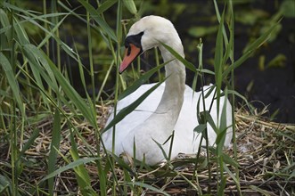 Mute swan (Cygnus olor) sitting on its nest, Schleswig-Holstein, Germany, Europe