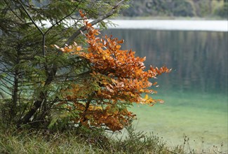 Landscape of a little European beech or common beech (Fagus sylvatica) beside a clear lake