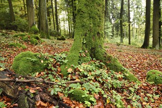 Landscape of a European beech or common beech (Fagus sylvatica) tree trunk in a forest in autumn,