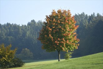 Landscape of a Norway maple (Acer platanoides) tree in autumn, Bavaria, Germany, Europe