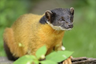 Close-up of a yellow-throated marten (Martes flavigula) in a forest, captive