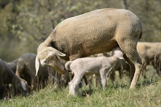 Close-up of a sheep (Ovis aries) mother with her lamb in a fruit grove in spring