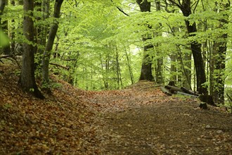 Landscape of trail road going through the forest, Bavaria, Germany, Europe