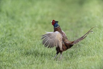 Hunting pheasant (Phasianus colchicus), calling, Emsland, Lower Saxony, Germany, Europe