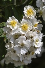 Tufted rose (Rosa multiflora), Emsland, Lower Saxony, Germany, Europe