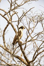 Laughing falcon (Herpetotheres cachinnans) Pantanal Brazil