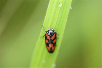 Close-up of a froghopper (Cercopis vulnerata) on a grass in spring