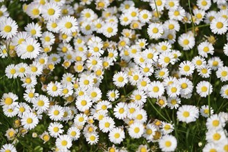 Close-up of common daisy (Bellis perennis) blossoms in spring