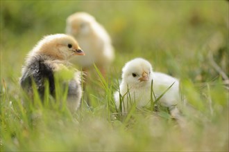 Close-up of chicken (Gallus gallus domesticus) chicks on a meadow in spring