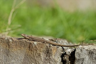 Viviparous lizard (Zootoca vivipara) on a stone wall, Moselle, Rhineland-Palatinate, Germany,