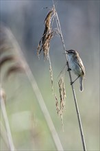 Sedge warbler (Acrocephalus schoenobaenus), Lower Saxony, Germany, Europe