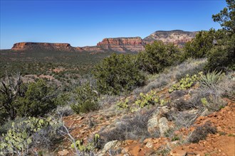 Prickly pear cacti on the mountainside overlooiing red rock sandstone formations of Sedona,