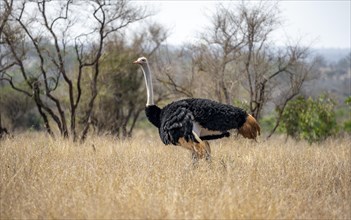 Common ostrich (Struthio camelus), adult male, in dry grass, Kruger National Park, South Africa,