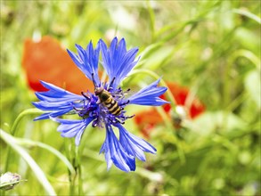 Cornflower (Centaurea cyanus), near Heimschuh, Styria, Austria, Europe