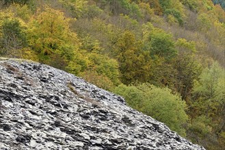 Deciduous trees with autumn leaves, slate heap, Eastern Eifel, Rhineland-Palatinate, Germany,