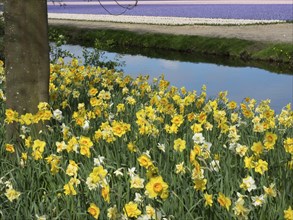 A garden full of daffodils by a quiet river with a tree in the foreground on a sunny day, lots of