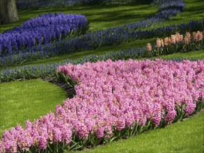 Flowerbed with beautiful pink and purple hyacinths planted in curved patterns on a green lawn, many