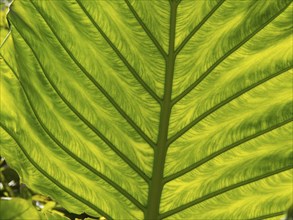Close-up of a large green leaf with clear texture and sunlight, palma de Majorca with its historic