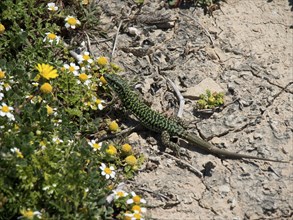Green patterned lizard on stony ground surrounded by small yellow and white flowers, the island of