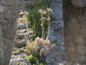 Withered plants grow on an old stone wall in a sun-drenched and weathered environment, the old town