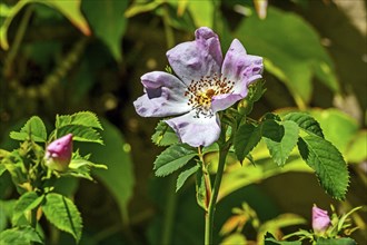 Dog roses (Rosa canina), Allgaeu, Bavaria, Germany, Europe