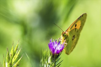 Clouded Yellow, Colias croceus, butterfly, Albania, Europe