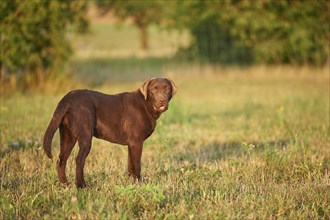 Close-up of a Labrador Retriever on a meadow in late summer