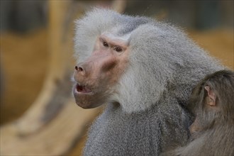 Hamadryas baboon (Papio hamadryas), captive, Zoo Augsburg, Germany, Europe