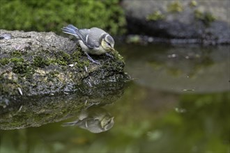 Blue tit (Parus caerulea) at the drinking trough, Emsland, Lower Saxony, Germany, Europe