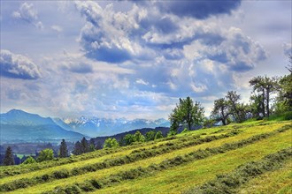 Spring, meadow with the first mowing and dramatic cloud formation over the Alps, Allgaeu, Bavaria,