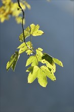 Bigleaf maple or Oregon maple (Acer macrophyllum) leaves in a forest in autumn