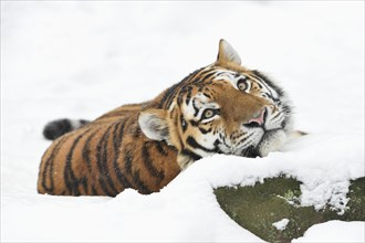 Close-up of a Siberian tiger (Panthera tigris altaica) on a snowy day in winter, captive