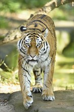 Close-up of a Siberian tiger (Panthera tigris altaica) in a forest, captive