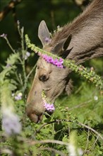 Close-up of a Eurasian elk (Alces alces) in a forest in early summer, Bavarian Forest National